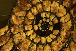 Mollusc Prints: Fossil Ammonite Cross section (Speetoniceras) - Russia - Cretaceous