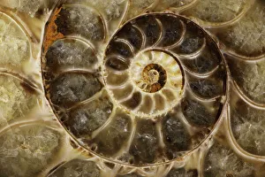 Images Dated 1st January 2000: Fossil ammonite- Desmoceras spp. -Upper Early Cretaceous - Albian Stage - Mahajanga Province