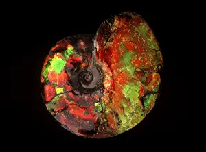 Ammonite Prints: Fossil: Ammonite Placenticeras Bear Paw Formation Diameter