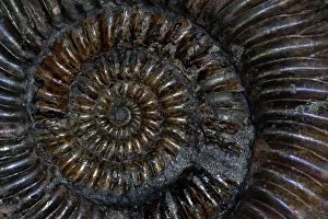 Patterns Collection: Fossil Ammonite (Speetoniceras) - Russia - Cretaceous