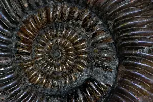 Mollusc Prints: Fossil Ammonite (Speetoniceras) - Russia - Cretaceous