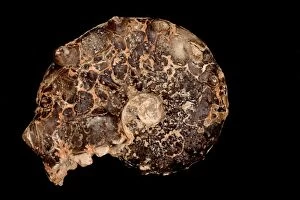 Fossil Ammonite Surriceras Cretaceous