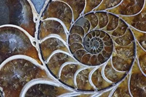 Ammonites Gallery: Fossil Ammonite - Upper Early Cretaceous