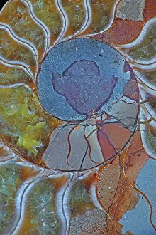 Images Dated 1st January 2000: Fossil Ammonite - Upper Early Cretaceous - Albian stage - Mahajanga province - Madagascar