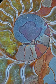 Patterns Prints: Fossil Ammonite - Upper Early Cretaceous - Albian stage - Mahajanga province - Madagascar - cross-section