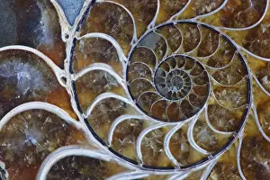 Fossil Ammonite - Upper Early Cretaceous - Albion stage - mahajanga Province - Madagascar - cross-section