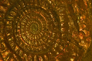 Images Dated 1st February 2004: Fossil - Ammonites. Lower Jurassic Somerset, England E50T3908