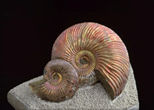 Images Dated 29th March 2007: Fossil - Amonite 4cm diameter. Mid Jurassic. Saratov Region, Russia