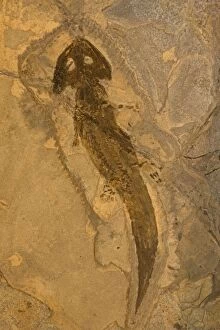 Images Dated 12th February 2008: Fossil Amphibian - Actinodon - Lower Permian - Pfauz Germany