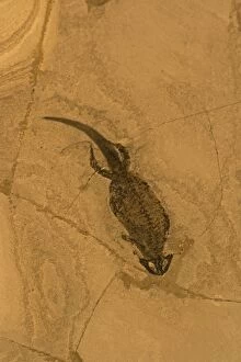 Images Dated 30th January 2006: Fossil Amphibian (Branchiosaurus) - Germany - Permian
