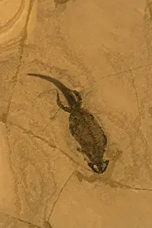 Fossil Amphibian (Branchiosaurus) - Germany - Permian