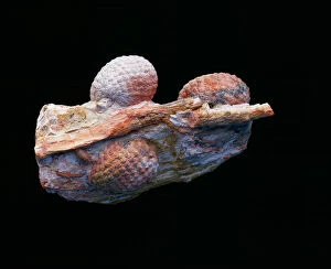 Images Dated 17th June 2004: Fossil Araucaria Cone, Mid Jurassic. Province Santa Cruz, Patagonia, Argentina
