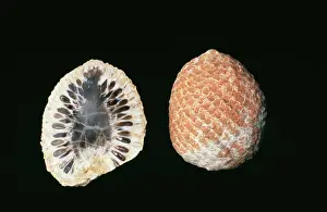 Seeds Prints: Fossil Araucaria Cones, cross section & full cone