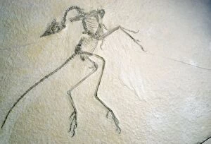 FOSSIL - Archaeopteryx