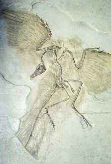 Images Dated 1st February 2011: Fossil - Archaeopteryx