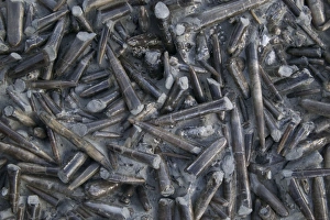 Images Dated 16th August 2005: Fossil Belemnites. Jurassic Bayern, Germany E50T4267