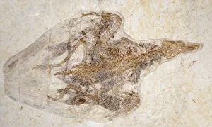 Images Dated 25th April 2011: Fossil Bird