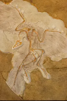 Fossil Bird Archaeopteryx Cast - Original specimen in Berlin-Germany - Known as the first bird with both dinosaurian and avian features which some say represents a missing link between dinosaurs