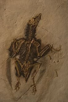 Images Dated 31st January 2006: Fossil Bird Cast