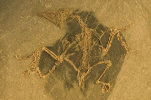 Images Dated 1st February 2004: Fossil - Bird. Confuciusornis. Lower Cretaceous. This specimen is a well preserved female bird