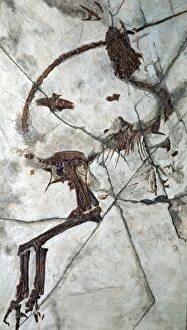 Images Dated 24th April 2007: Fossil bird like reptile from China