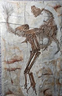 Fossil Bird / Reptile from China