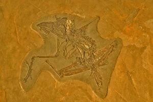 Images Dated 1st February 2004: Fossil - Bird - Unknown species. Eocene Green River Formation, Wyoming, USA E50T3926