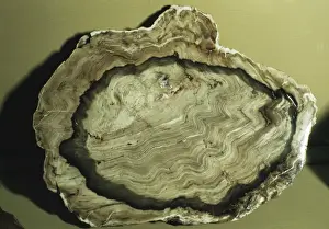 Ages Prints: Fossil Cedar showing growth rings