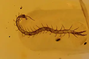 Caribbean Prints: Fossil Centipede in Amber - Dominican Republlic - 15-40 million years old - oligocene