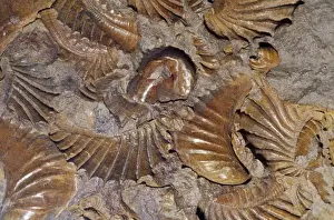 Clam Prints: Fossil Clams - hard parts of shell unaltered Crtaceous Period 95 m. y. a