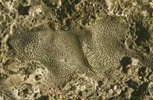 Images Dated 3rd September 2009: Fossil colonial coral embedded in marine limestone occuring as an uplifted reef complex - Buka