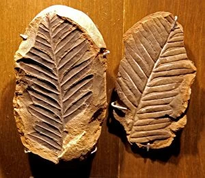 Images Dated 26th April 2011: Fossil and its counterpart - Pteridosperm