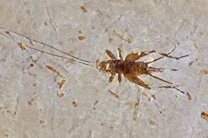 Crickets Prints: Fossil Cricket - Santana Formation - Brazil - Early Cretaceous Period