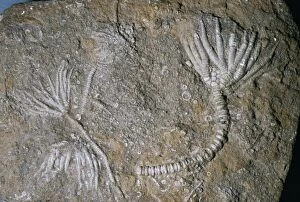 Images Dated 27th May 2005: Fossil - crinoid