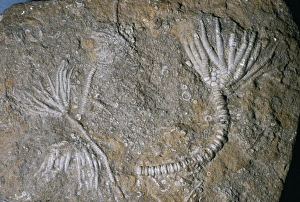 Images Dated 27th May 2005: Fossil - crinoid