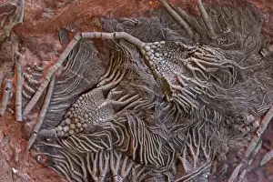 Morocco Prints: Fossil Crinoid (Cephocrinitis) - Erfoud South Morocco - Devonian - 390 million years old