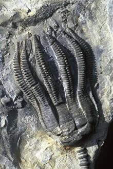 4 Gallery: Fossil - Crinoid - Encrinus liliformis - Triassic