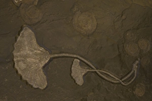 Images Dated 16th August 2005: Fossil Crinoid - Jurassic Holzmaden, Germany E50T4111
