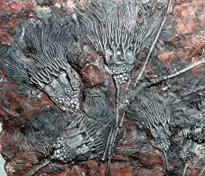 Lilies Gallery: Fossil Crinoids