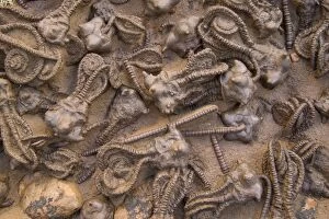 Images Dated 16th August 2005: Fossil Crinoids - Jimbacrinus Bostocki - Permian Gascoyne River, Western Australia