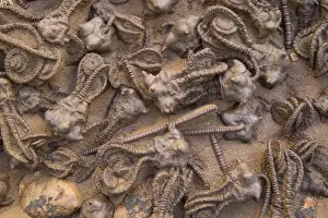 Fossil Crinoids - Jimbacrinus Bostocki - Permian Gascoyne River, Western Australia
