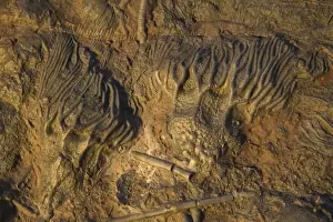 Morocco Prints: Fossil - Crinoids. Silurian. Devonian Morocco E50T4206