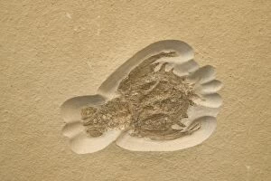 Images Dated 16th August 2005: Fossil Crustacean - Extinct marine invertebrate, Jurassic Solnhofen, Germany E50T3808