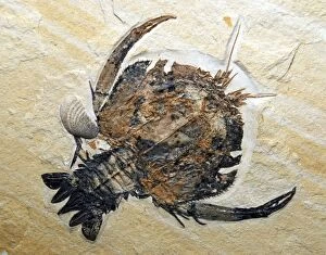 Images Dated 22nd April 2007: Fossil crustacean; Jurassic, Bavaria