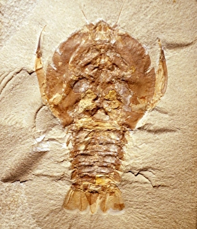 Images Dated 14th April 2008: Fossil Crustacean (Jurassic), Solenhofen Germany