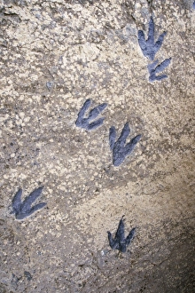 Images Dated 16th December 2005: Fossil Dinosaur Tracks - Jurassic Spain