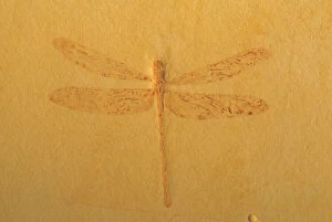 Images Dated 29th August 2006: Fossil Dragonfly - Green River Formation - Wyoming, USA - Eocene 50 million years before present