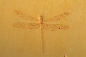 Fossil Dragonfly - Green River Formation - Wyoming, USA - Eocene 50 million years before present Please credit Green Rivers Geological Lab