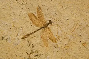 Fossil - Dragonfly - Species unknown E50T3831