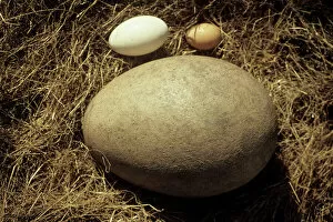 Extinct Collection: Fossil egg of the Elephant bird with hen and goose eggs for comparison